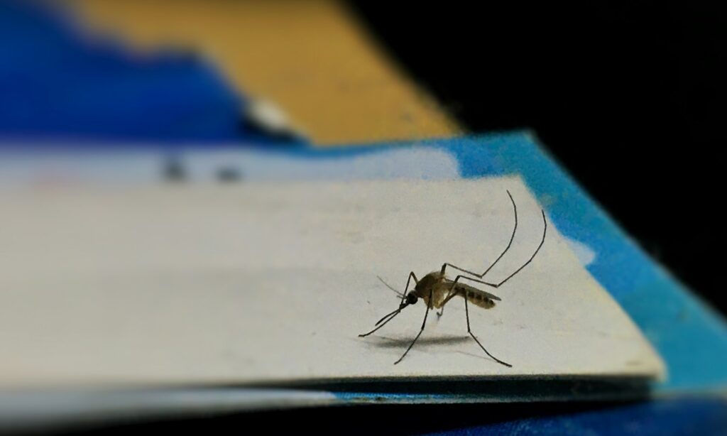 Against a shaded blue and gold background, a mosquito lifts two of its legs
