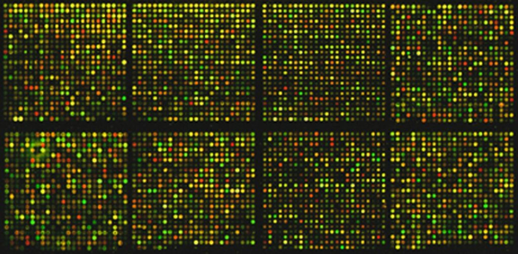 Colored dots form a genetic microarray at the National Cancer Institute